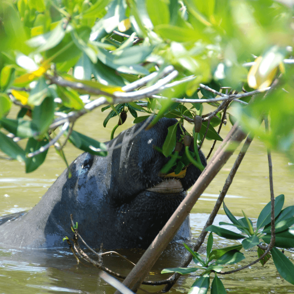 Mangroven Safari & Cenote - Tour