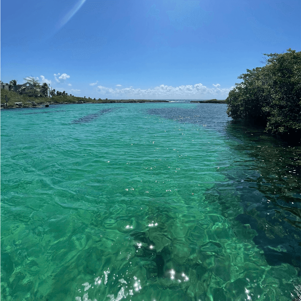 Mangroven Safari & Cenote - Tour