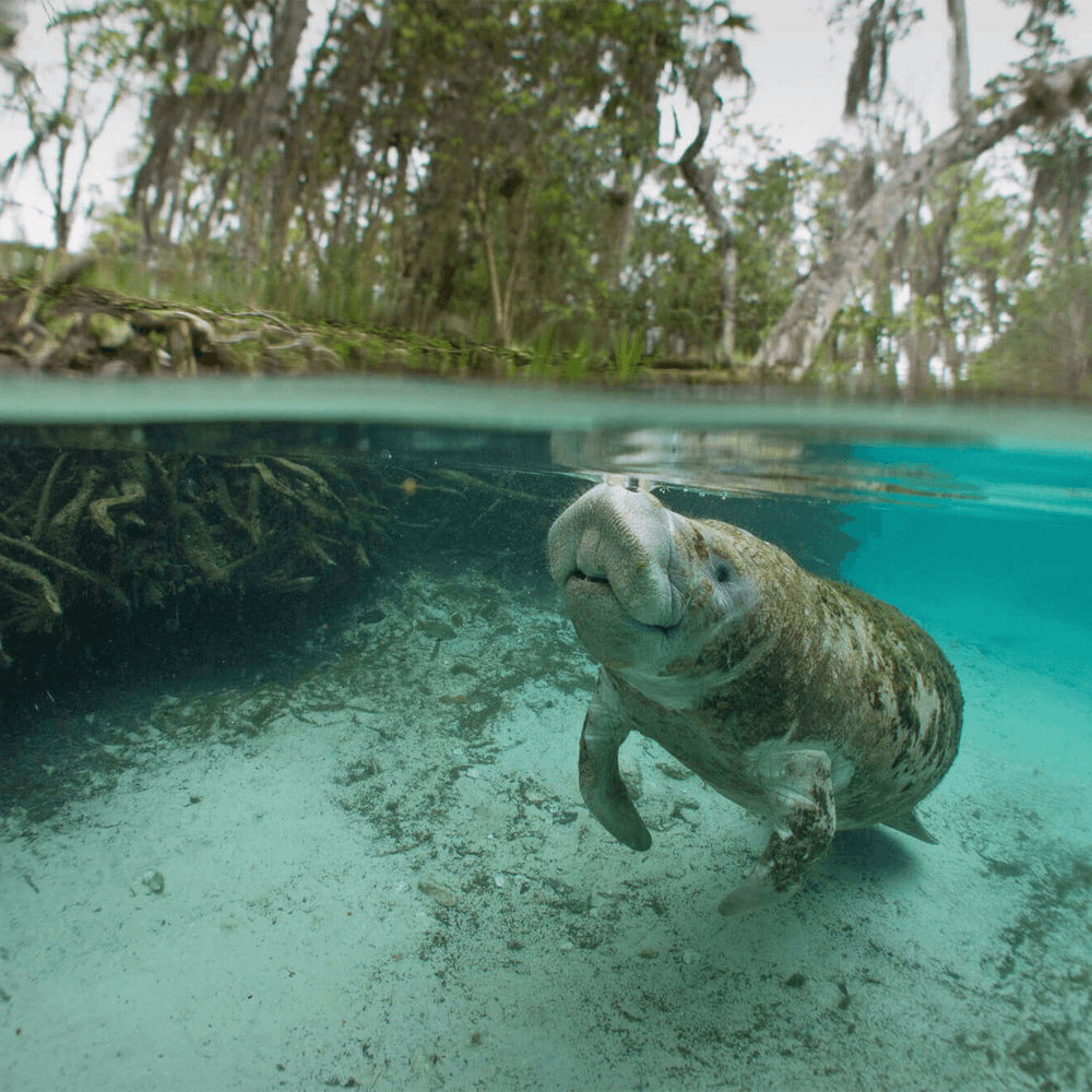 Mangroven Safari & Cenote - Tour