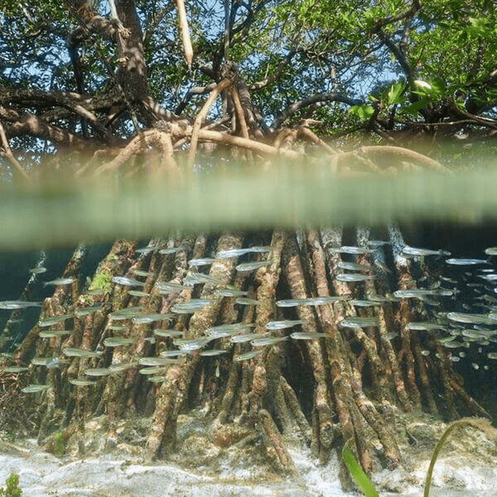 Mangroven Safari & Cenote - Tour