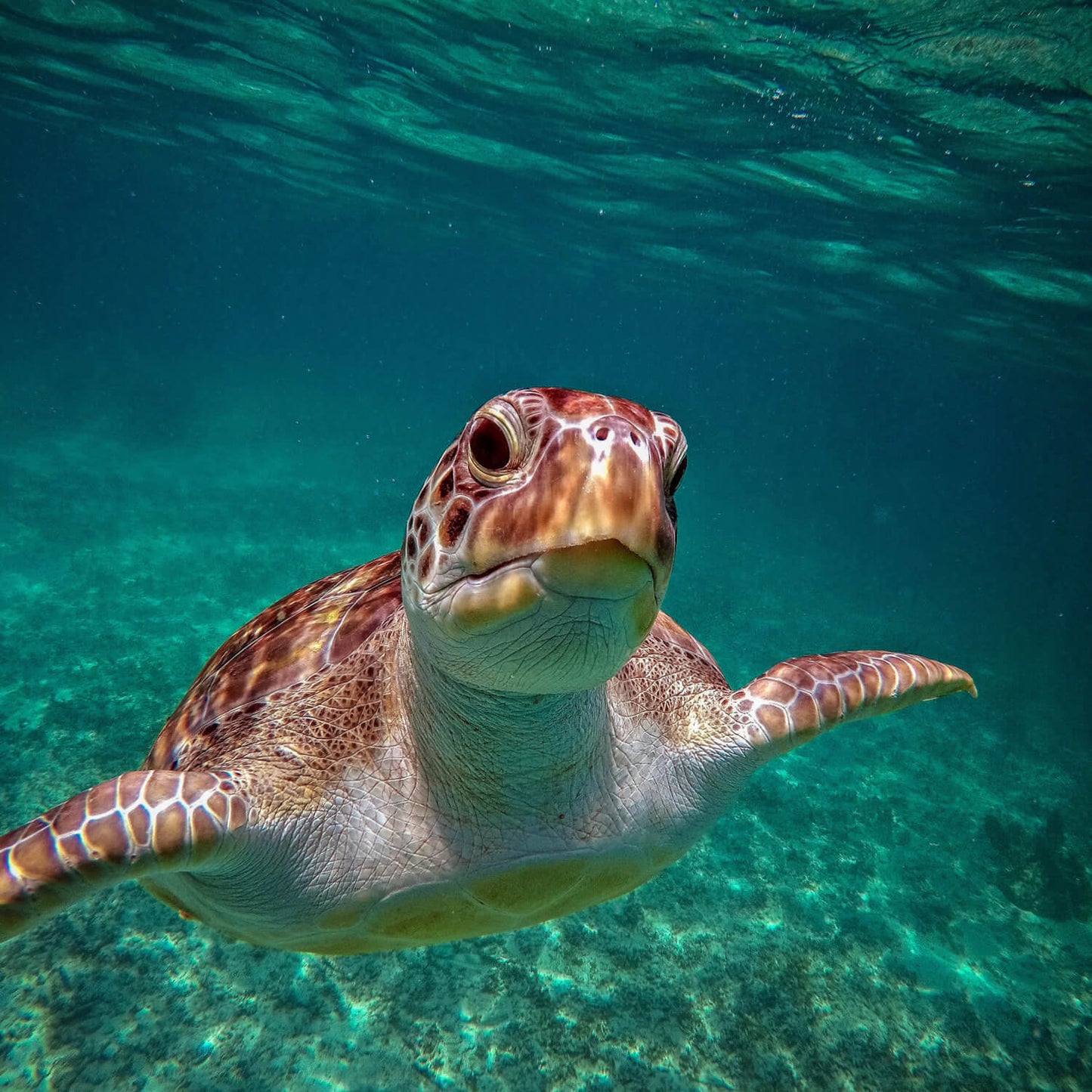 Schnorcheln mit Schildkröten & Cenote