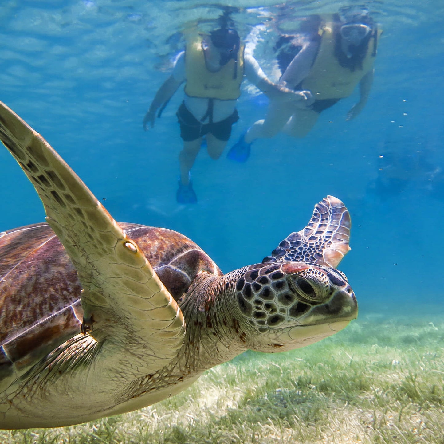 Schnorcheln mit Schildkröten & Cenote