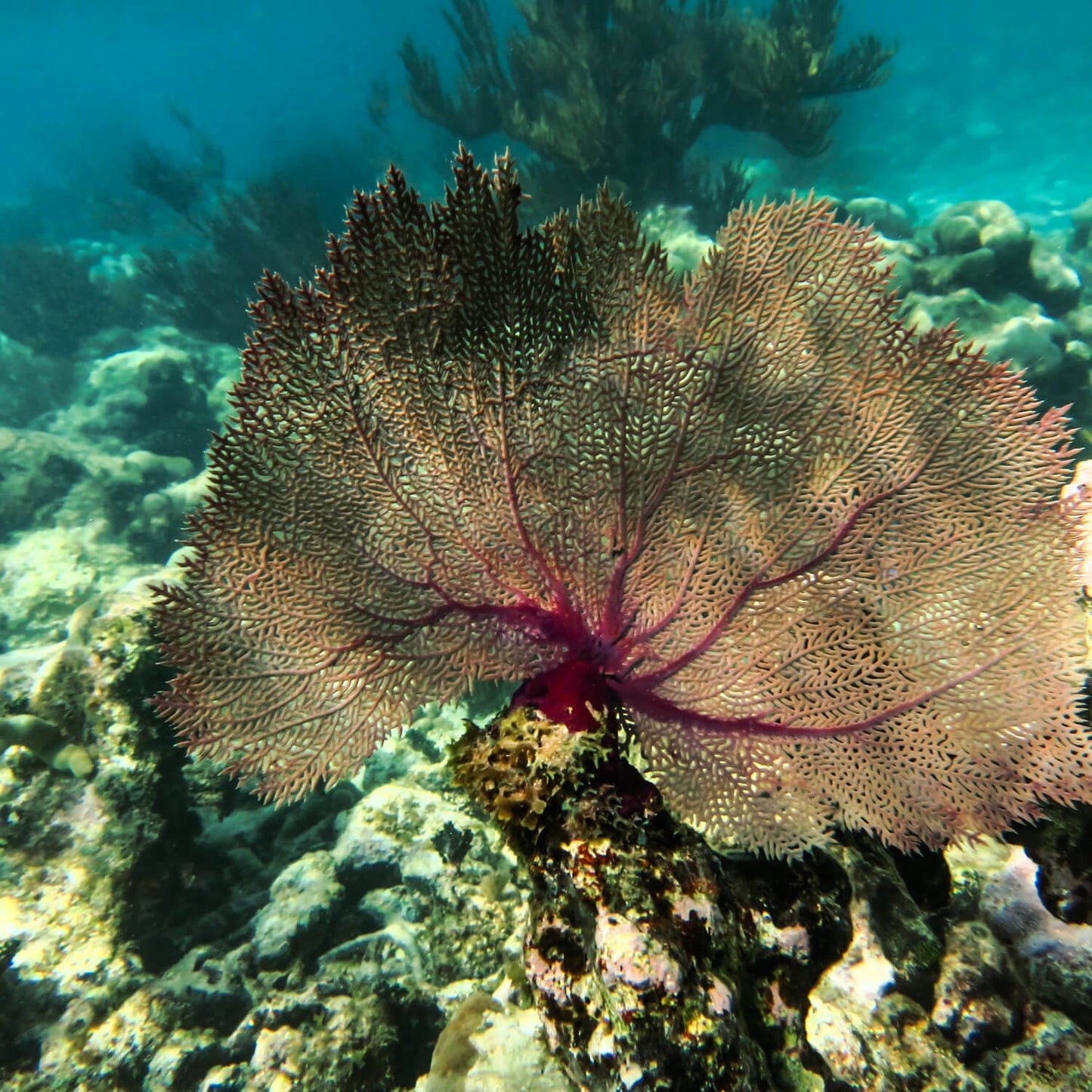 Schnorcheln mit Schildkröten & Cenote