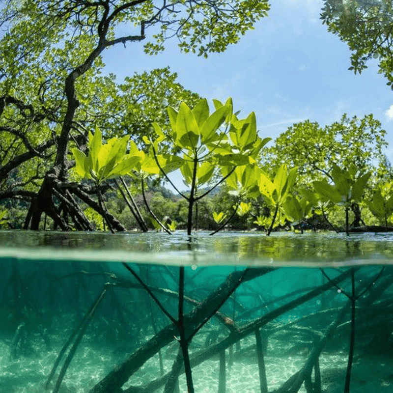 Mangroven Safari & Cenote - Tour