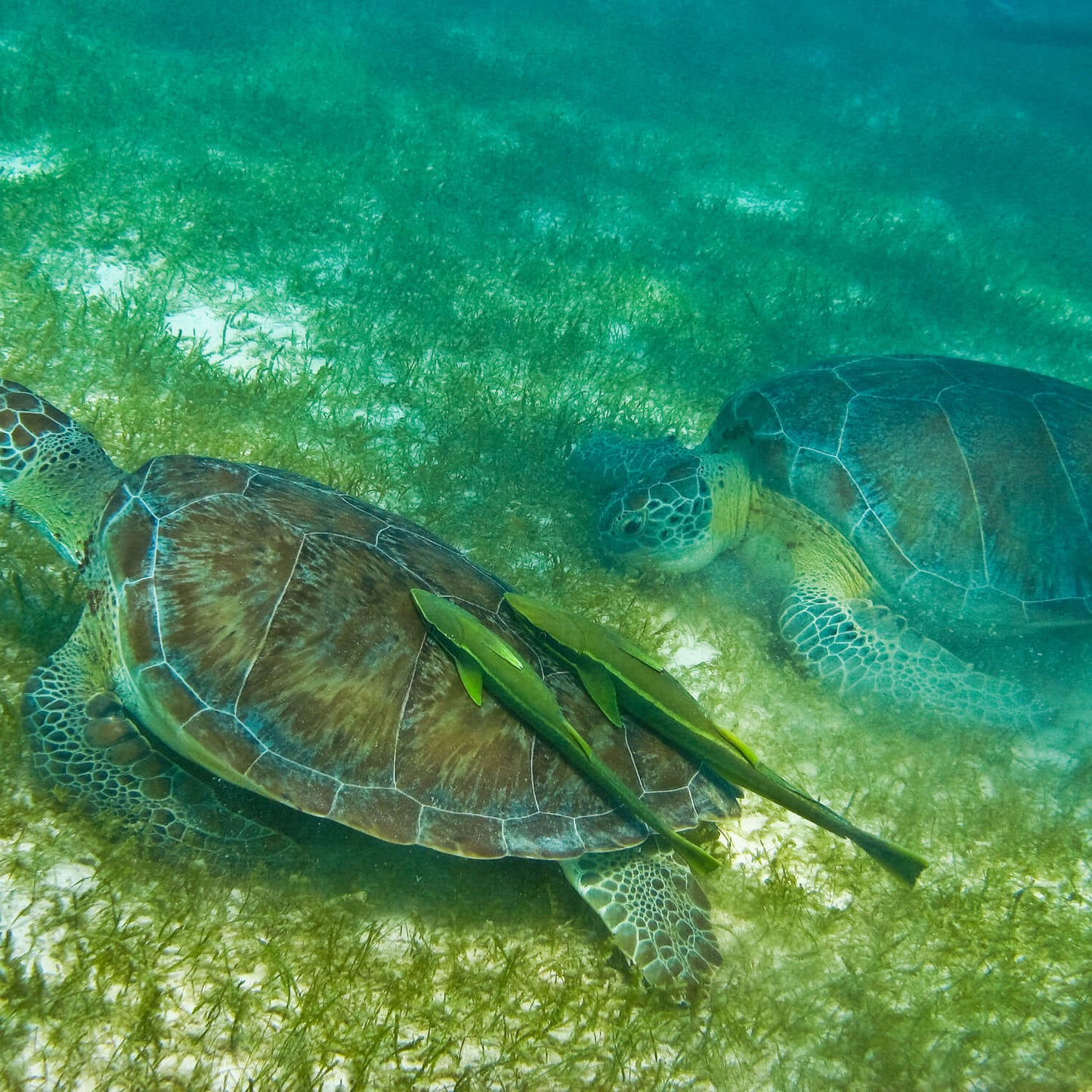 Schnorcheln mit Schildkröten & Cenote