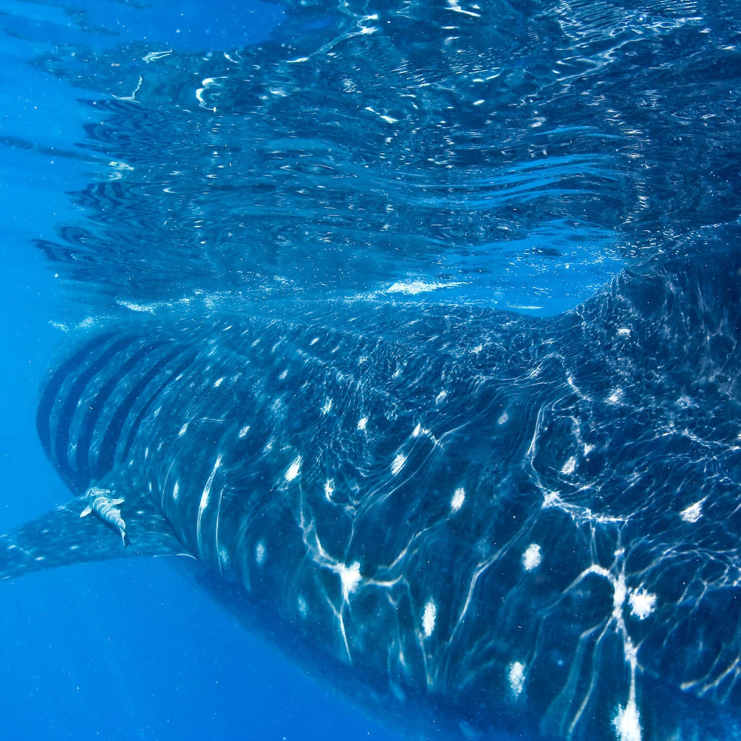 Schnorcheln mit Walhaien
